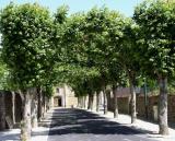 Shady street in Normandy, France