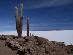 Cactus above the salt of the Salar, on Inca House Island
