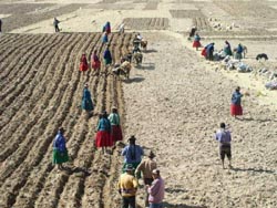 Peasants communally plowing and planting on the road to the Bolivian border