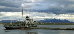Flowers on the waterfront in Ushuaia