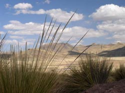 Grass with background hills past Santa Rosa