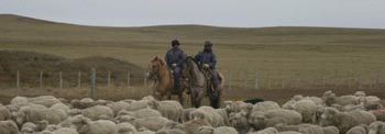 Guanchos herding sheep in northern Tierra del Fuego