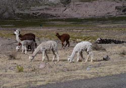 Llamas at roadside - Road to Puqio